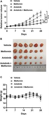 Metformin Potentiates the Effects of Anlotinib in NSCLC via AMPK/mTOR and ROS-Mediated Signaling Pathways